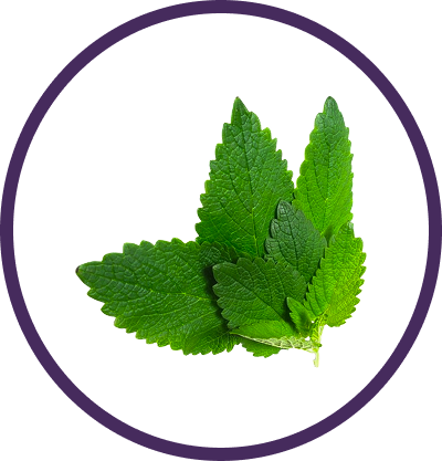 Noir Vitalis — The Best Herbal Supplement with Ginkgo, Rhodiola &amp; Shilajit for Sharp Focus &amp; Memory